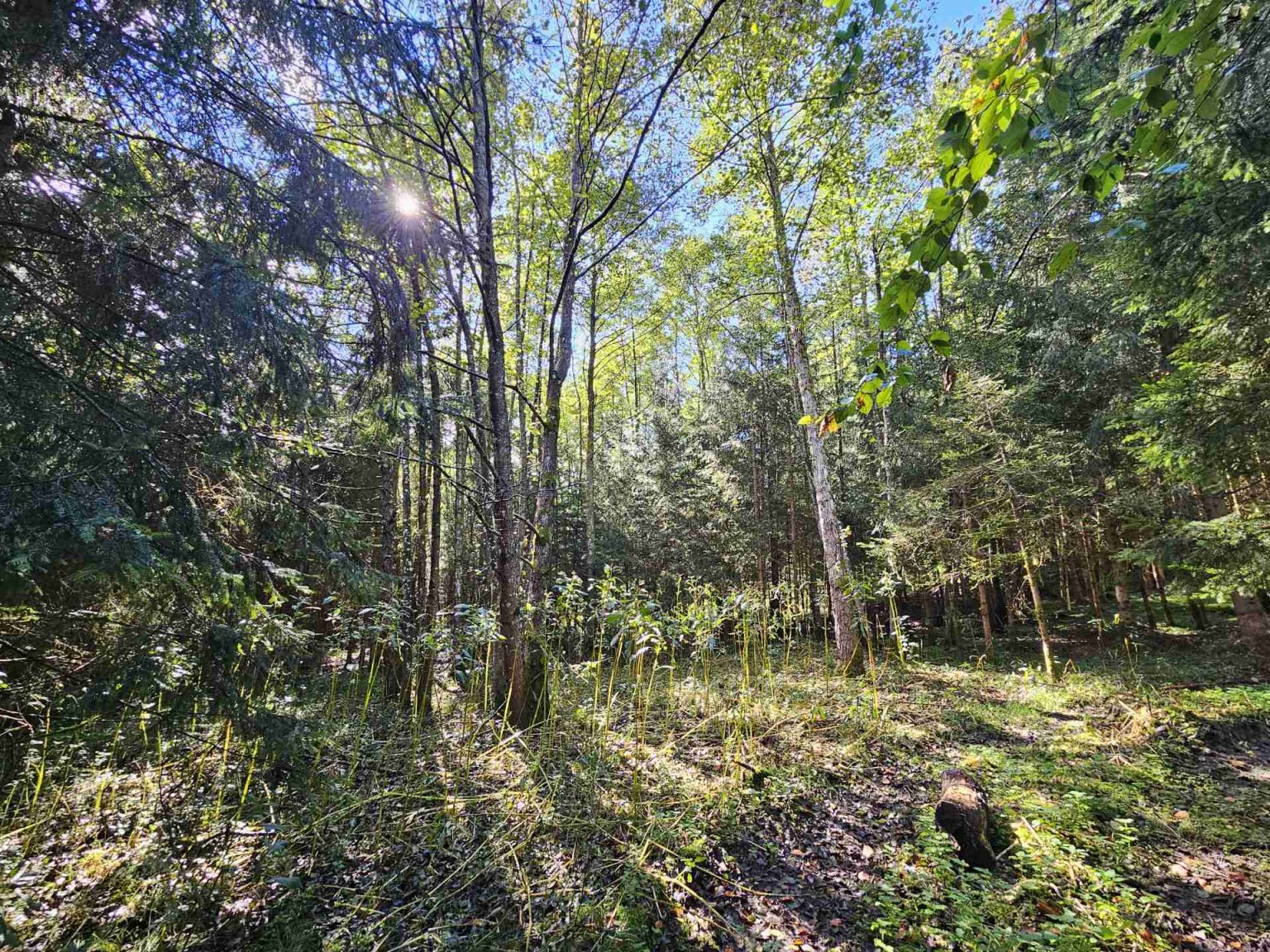 MY FOREST - Ihren Wald finden & kaufen 🌲🌳