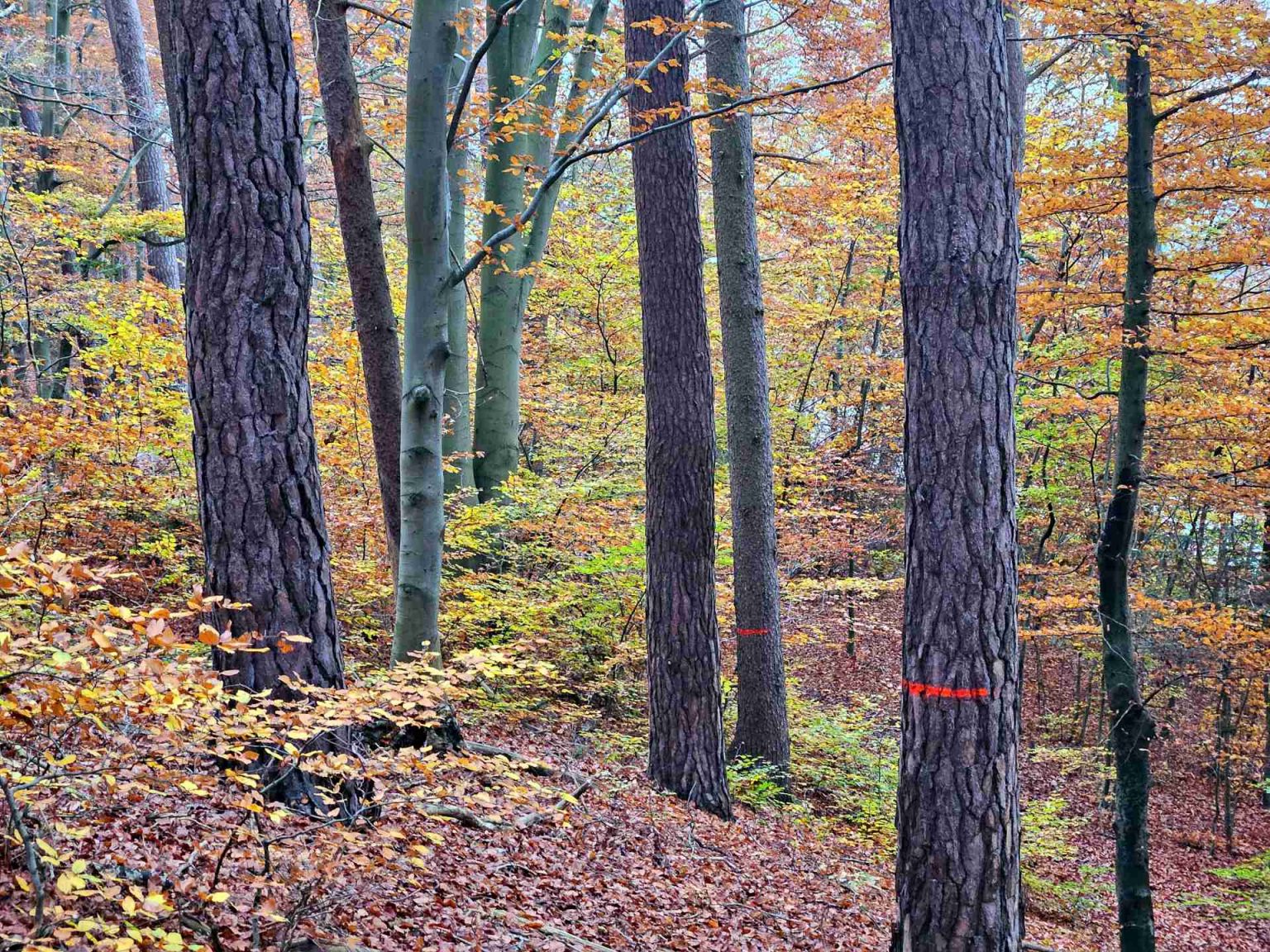 MY FOREST - Ihren Wald finden & kaufen ??