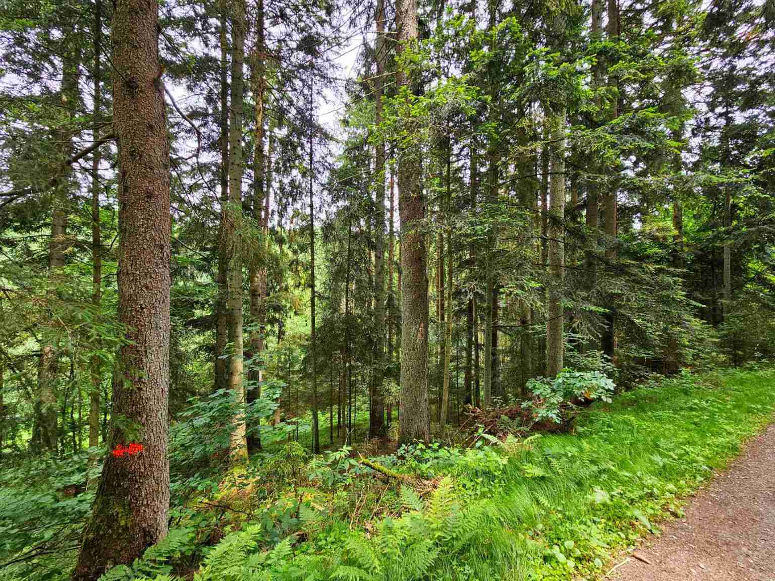 MY FOREST - Ihren Wald finden & kaufen 🌲🌳