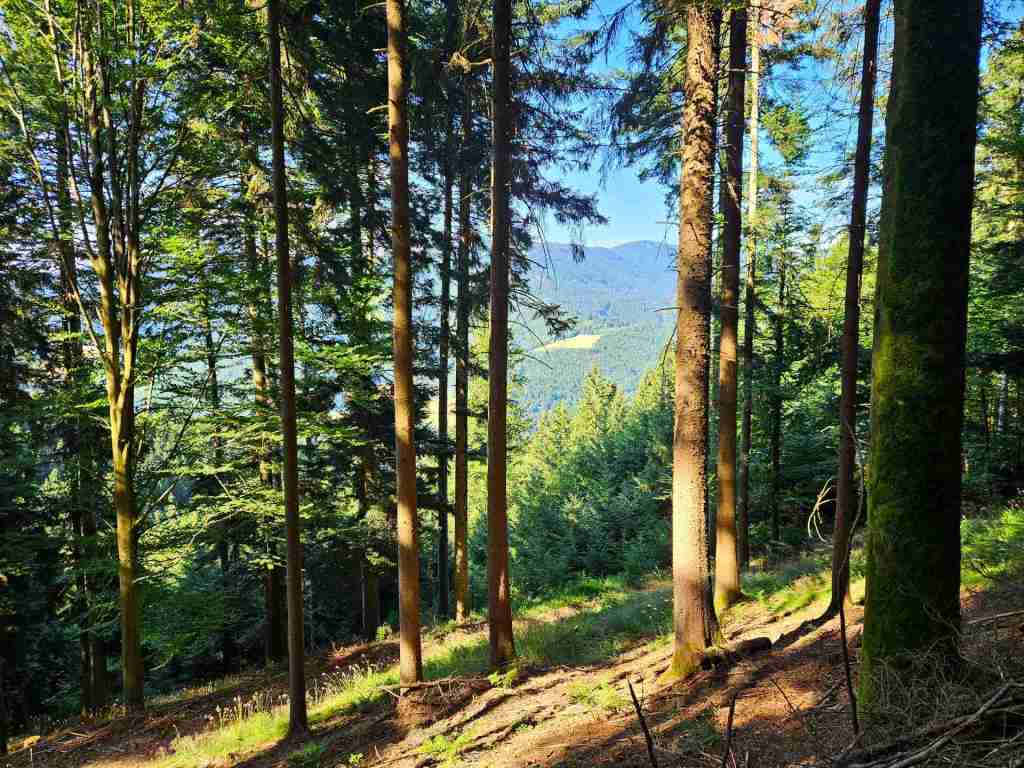 waldverkauf-simonswald