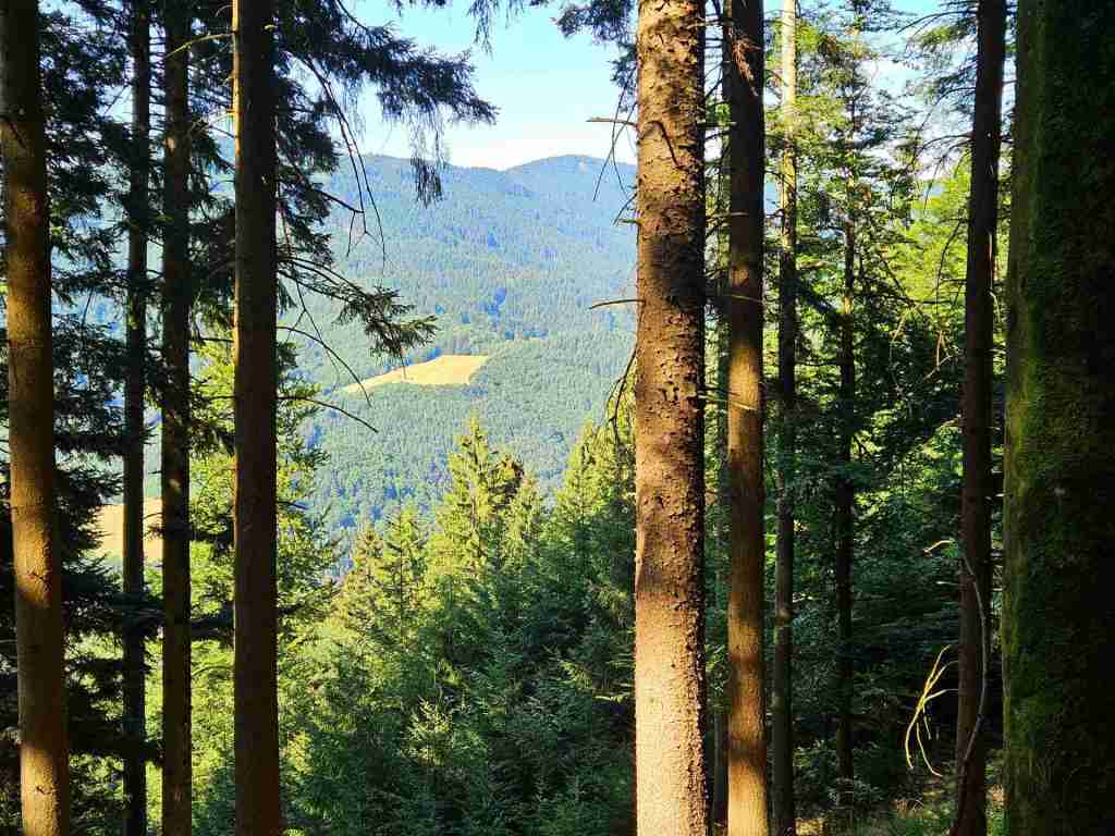 waldverkauf-simonswald_08