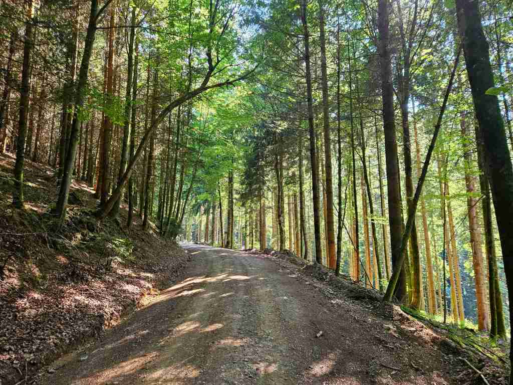 waldverkauf-simonswald_09