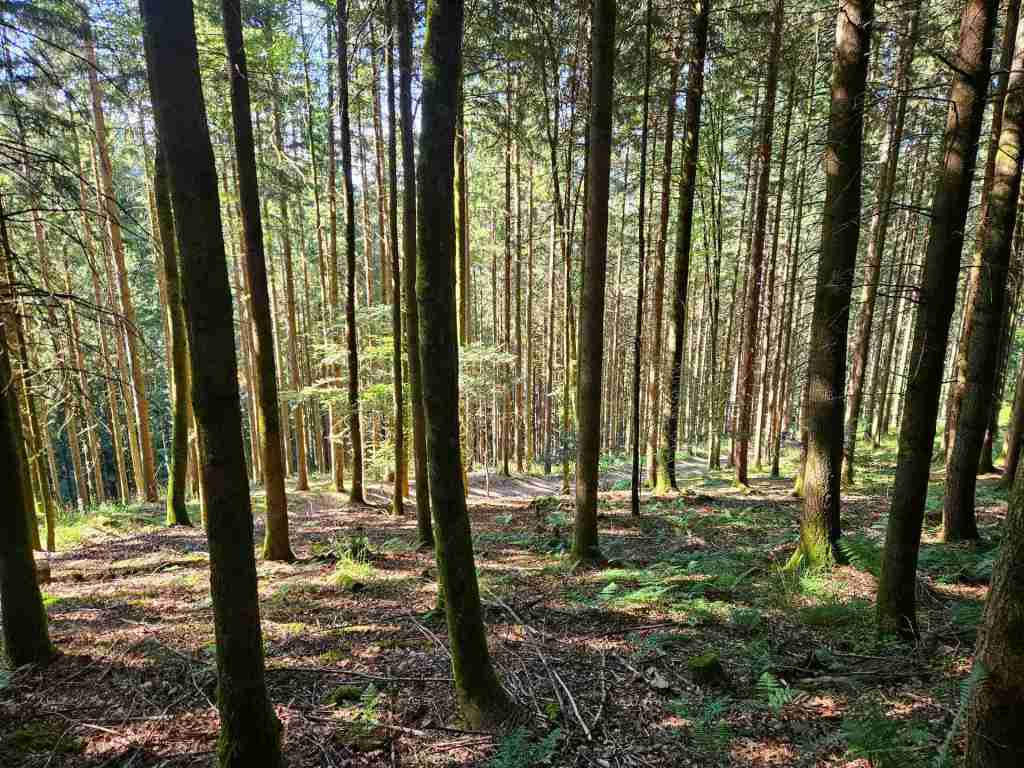 waldverkauf-simonswald_10