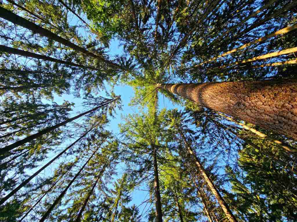 waldverkauf-simonswald_11