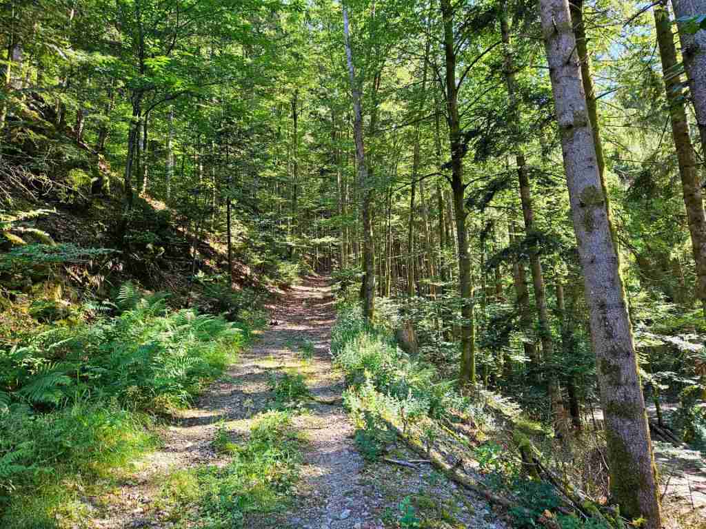 waldverkauf-simonswald_12