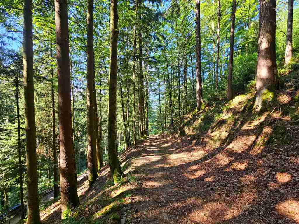 waldverkauf-simonswald_13