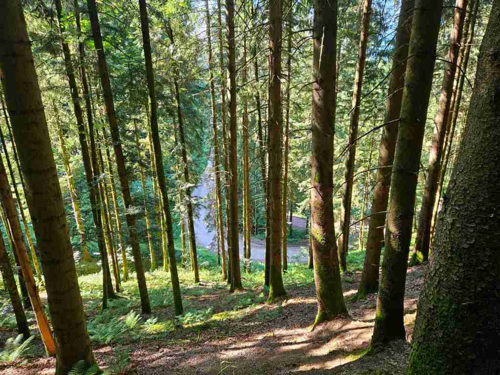 waldverkauf-simonswald_14