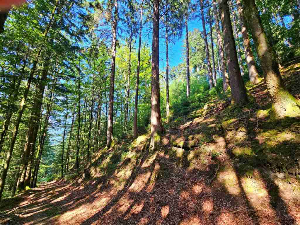 waldverkauf-simonswald_15