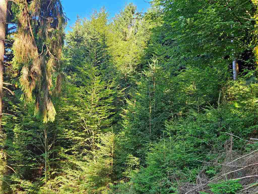 waldverkauf-simonswald_16