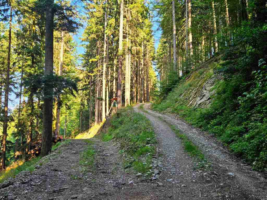 waldverkauf-simonswald_18