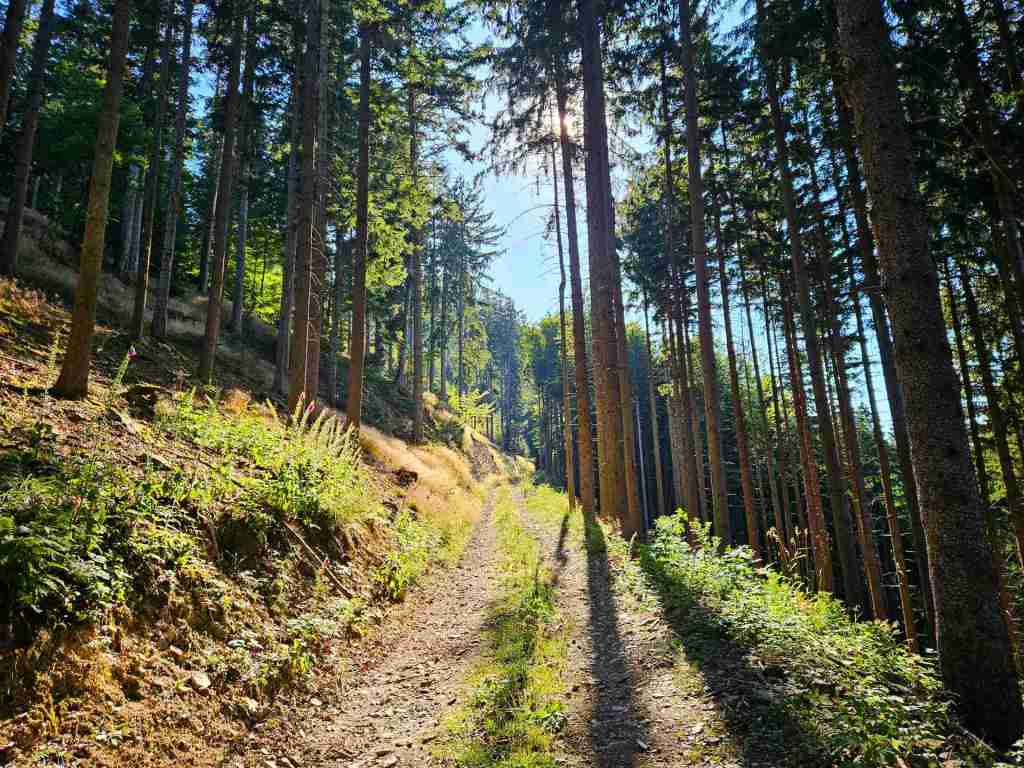 waldverkauf-simonswald_19