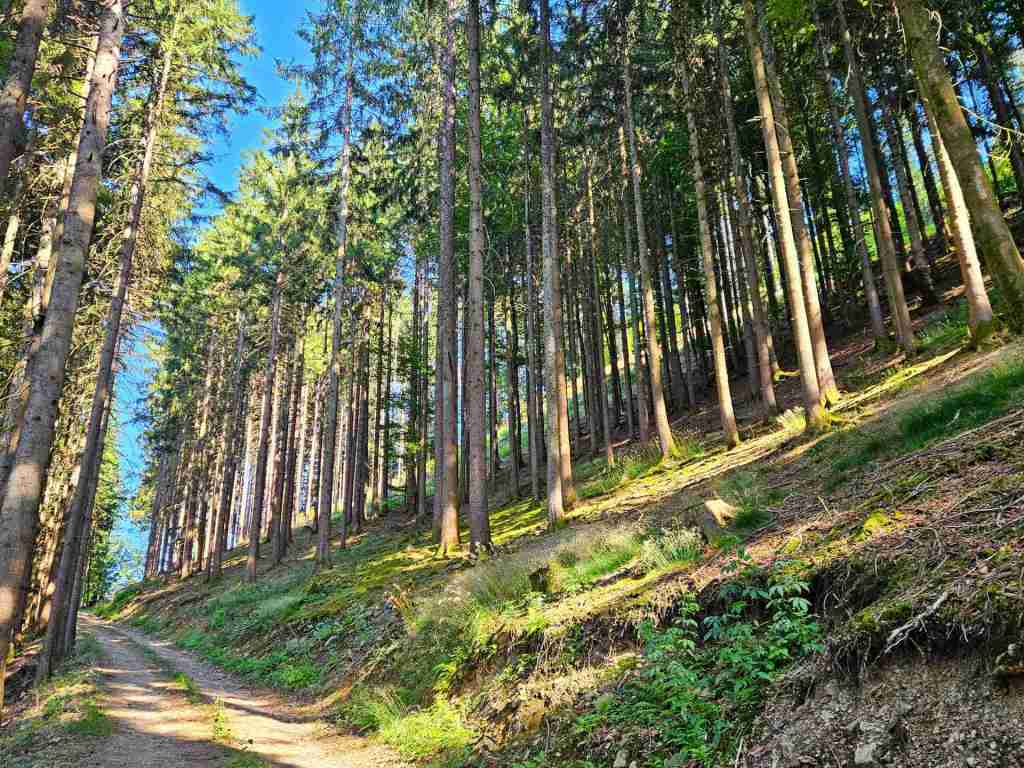 waldverkauf-simonswald_20