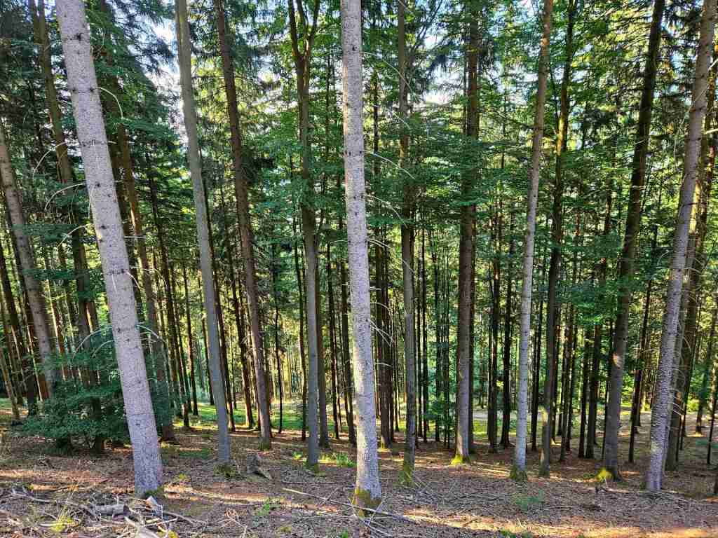 waldverkauf-simonswald_21