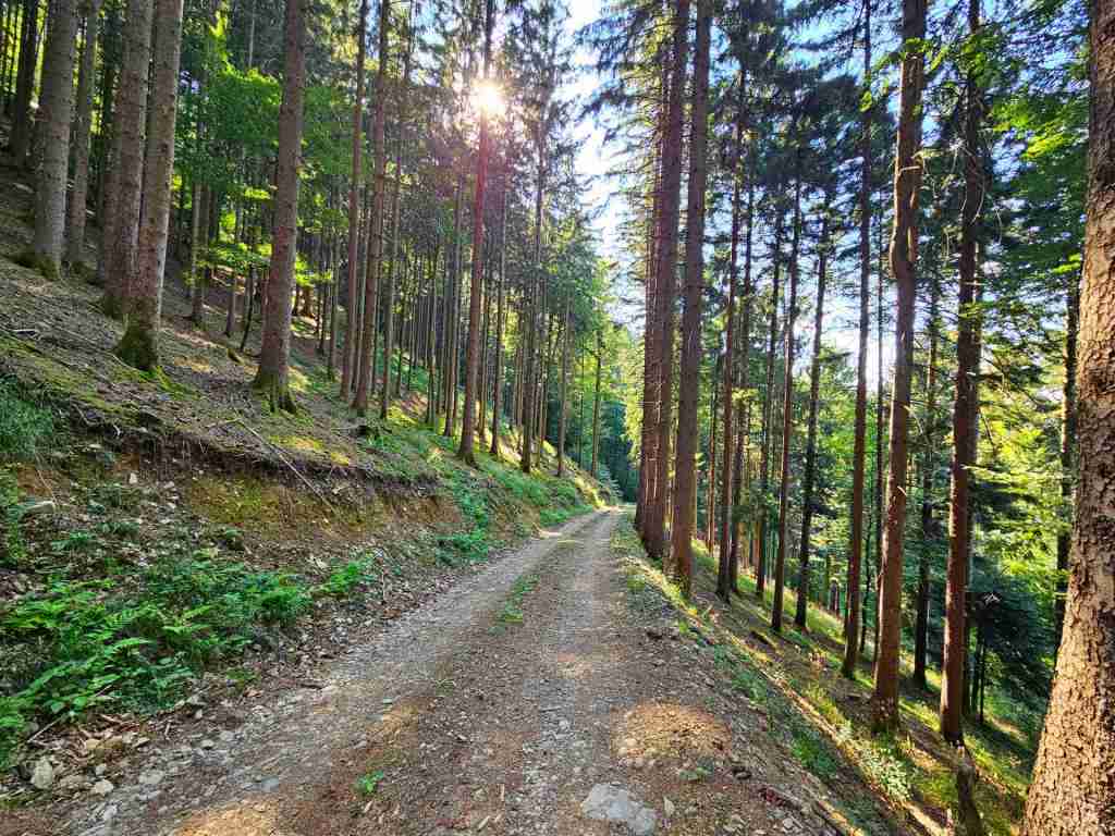 waldverkauf-simonswald_22