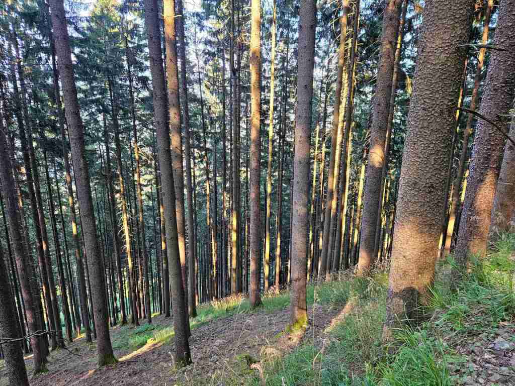 waldverkauf-simonswald_23