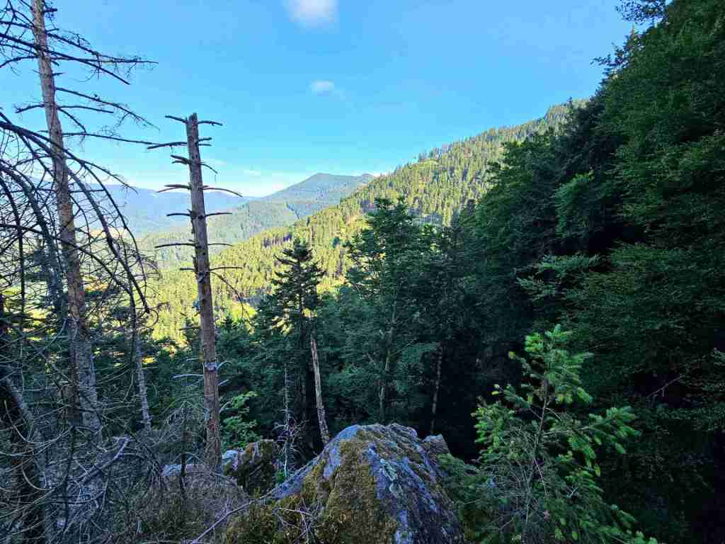 waldverkauf-simonswald_25