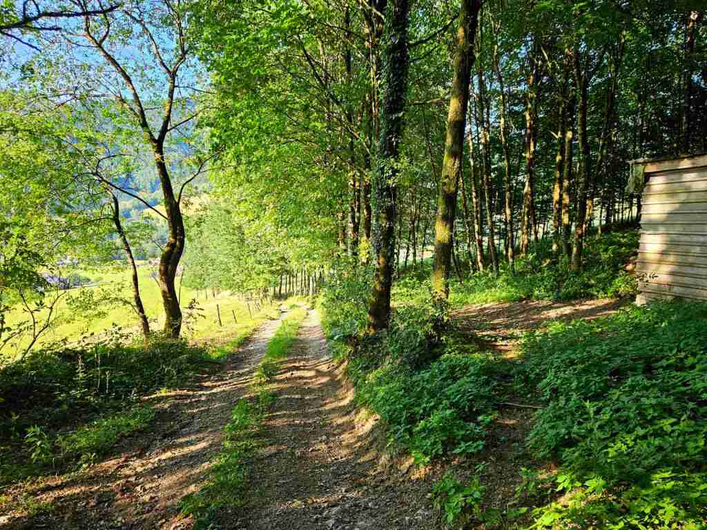 waldverkauf-simonswald_27