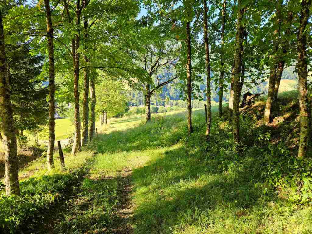 waldverkauf-simonswald_29