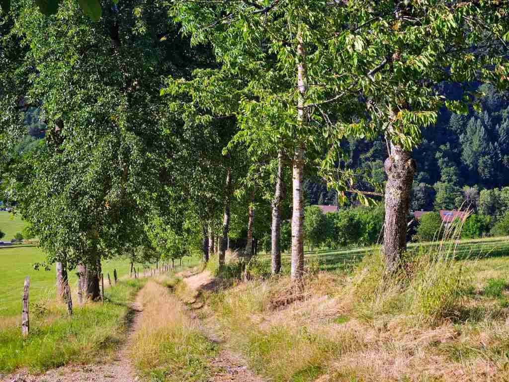 waldverkauf-simonswald_30