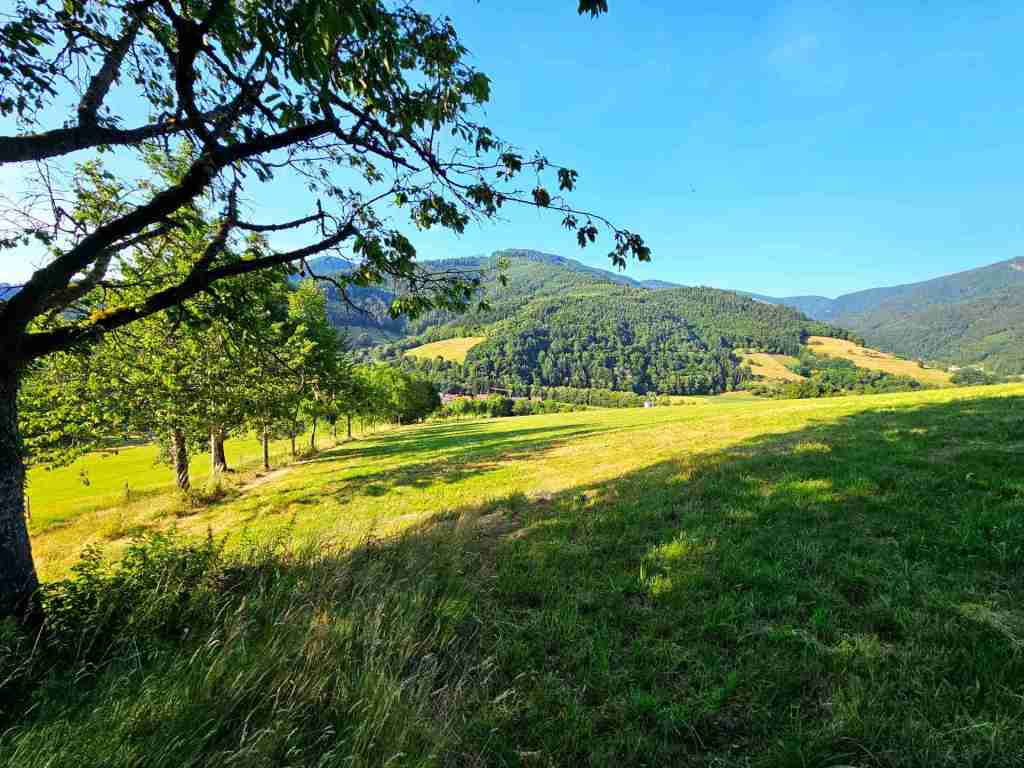 waldverkauf-simonswald_31