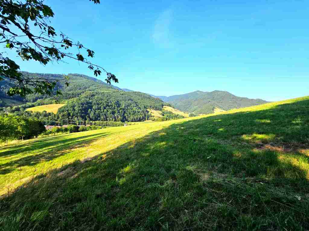 waldverkauf-simonswald_32