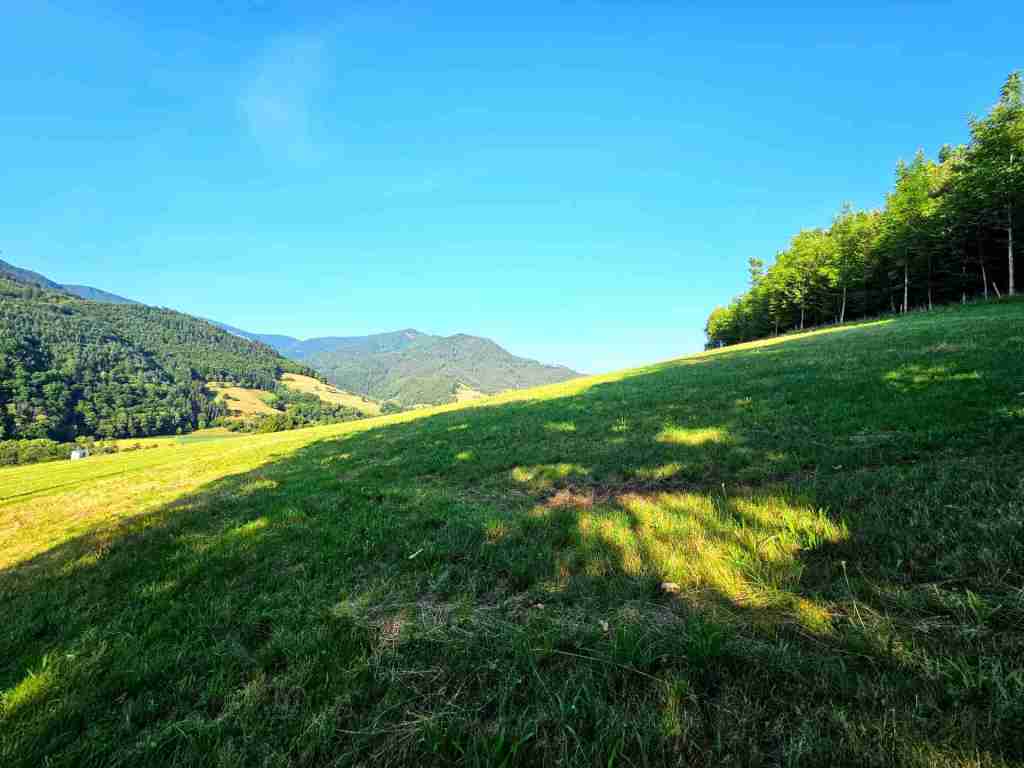 waldverkauf-simonswald_33