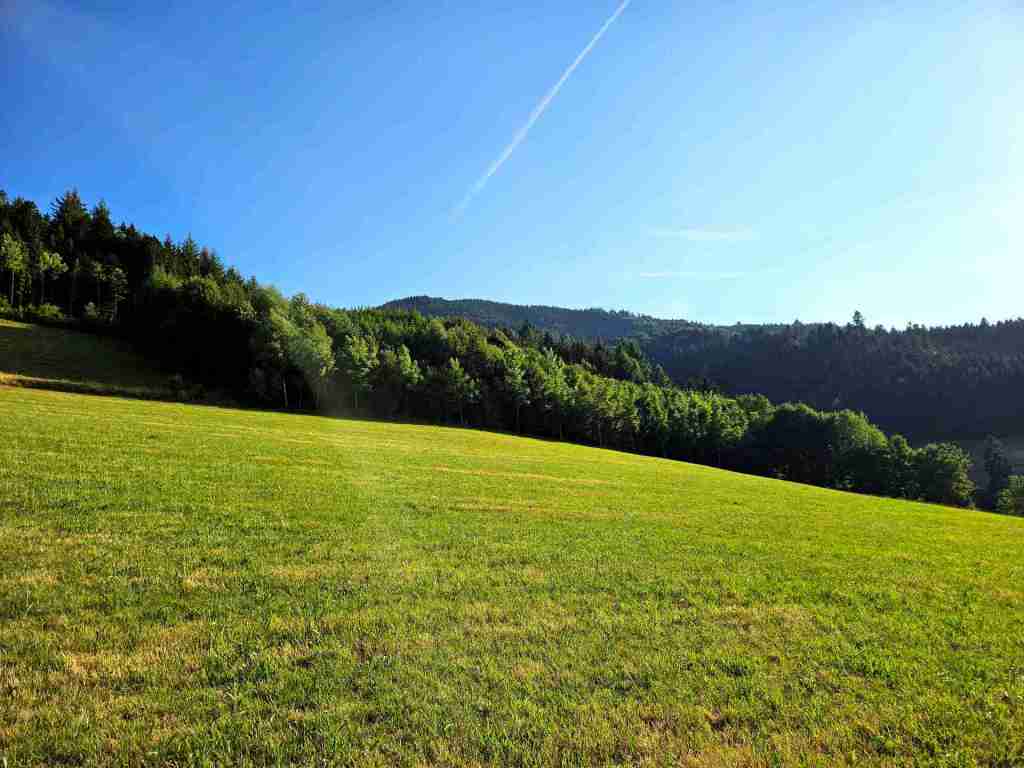 waldverkauf-simonswald_34