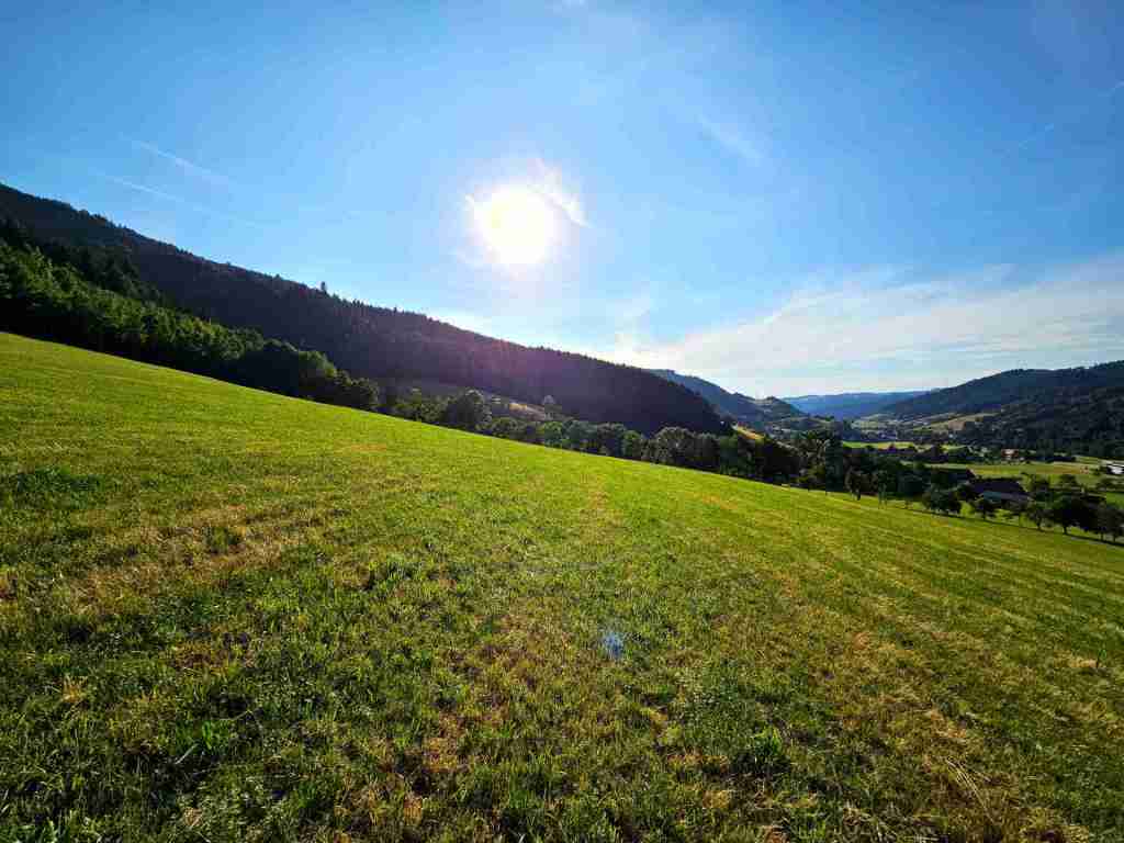 waldverkauf-simonswald_35