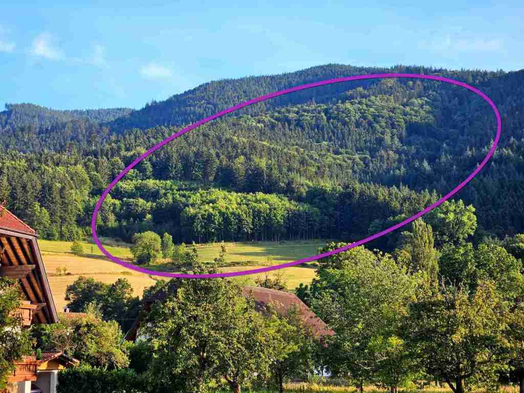 waldverkauf-simonswald_36a