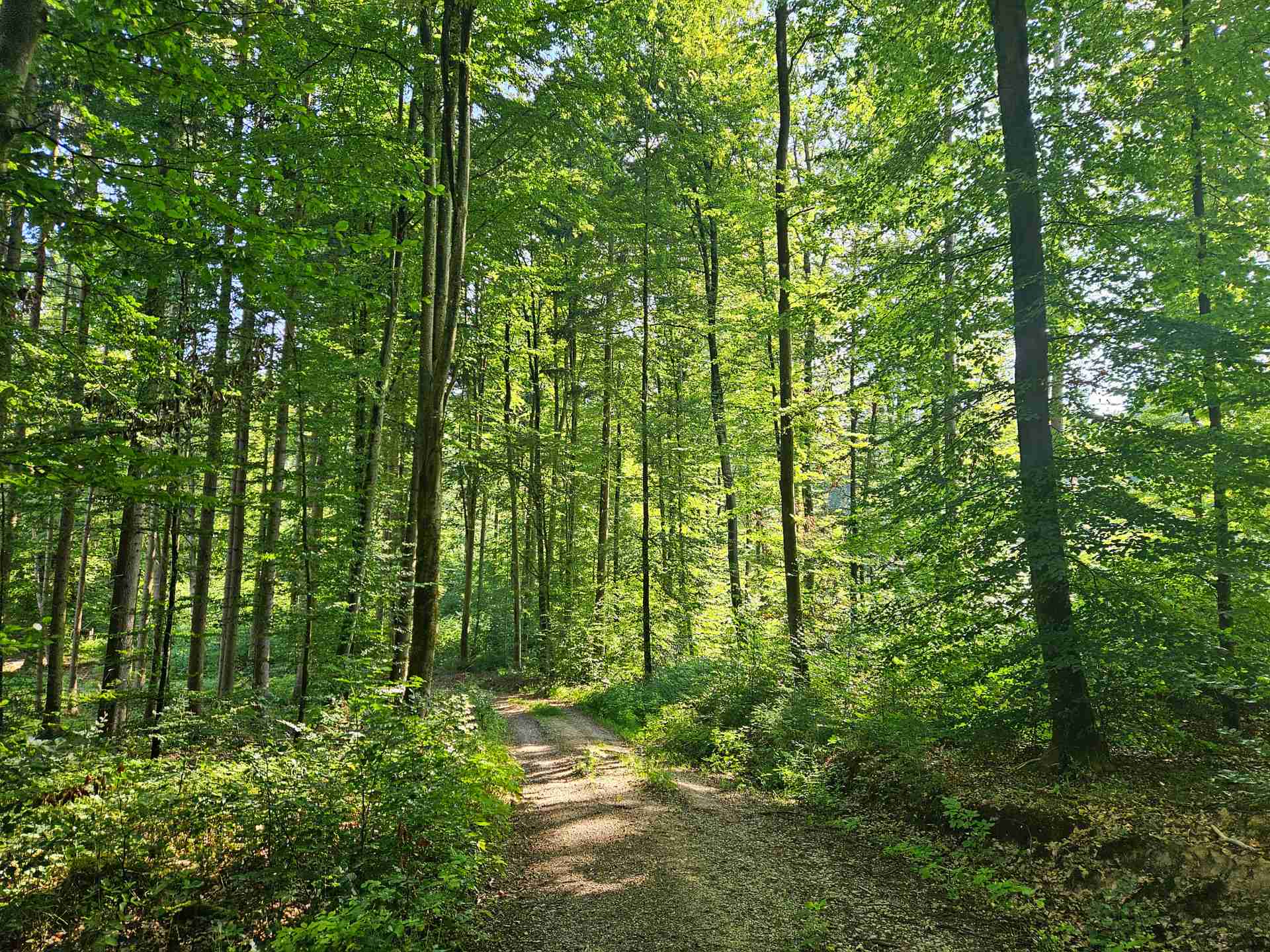 Wald-kaufen – MY FOREST