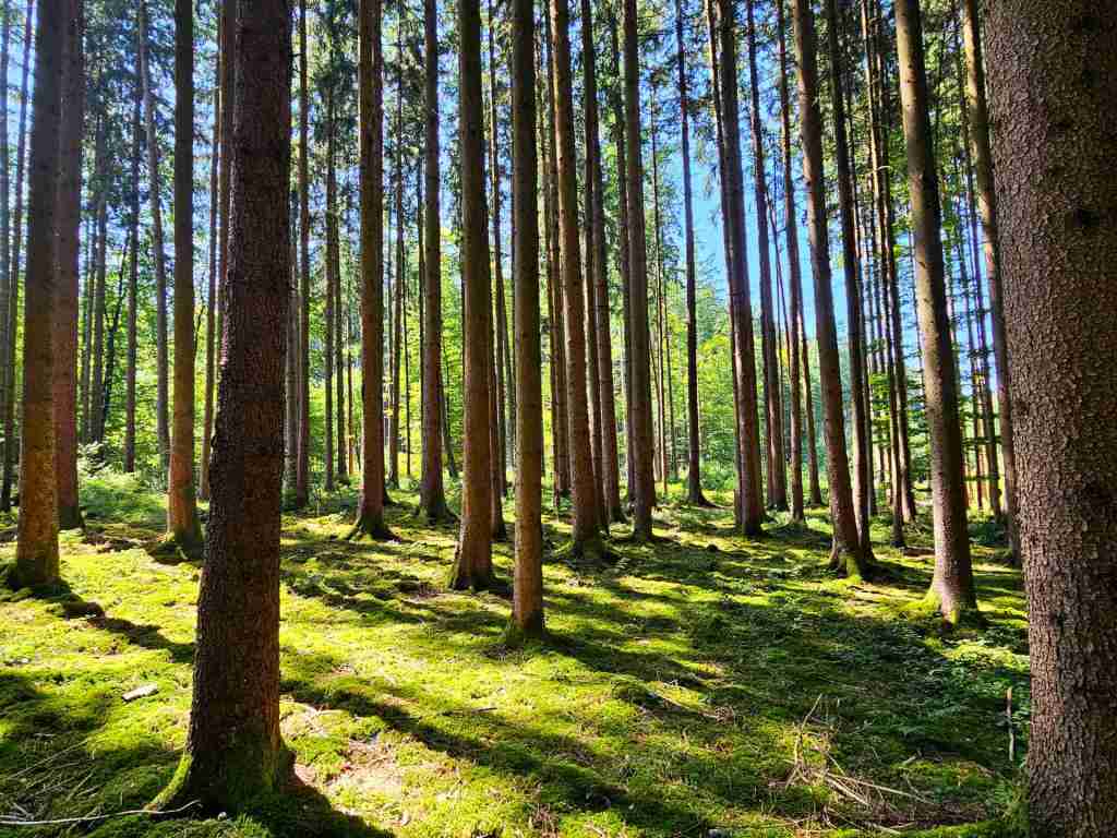 waldverkauf-augsburg_02