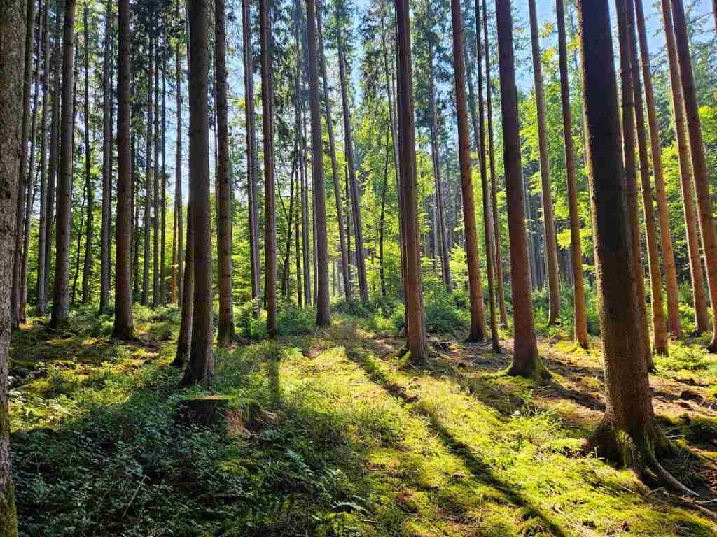 waldverkauf-augsburg_03