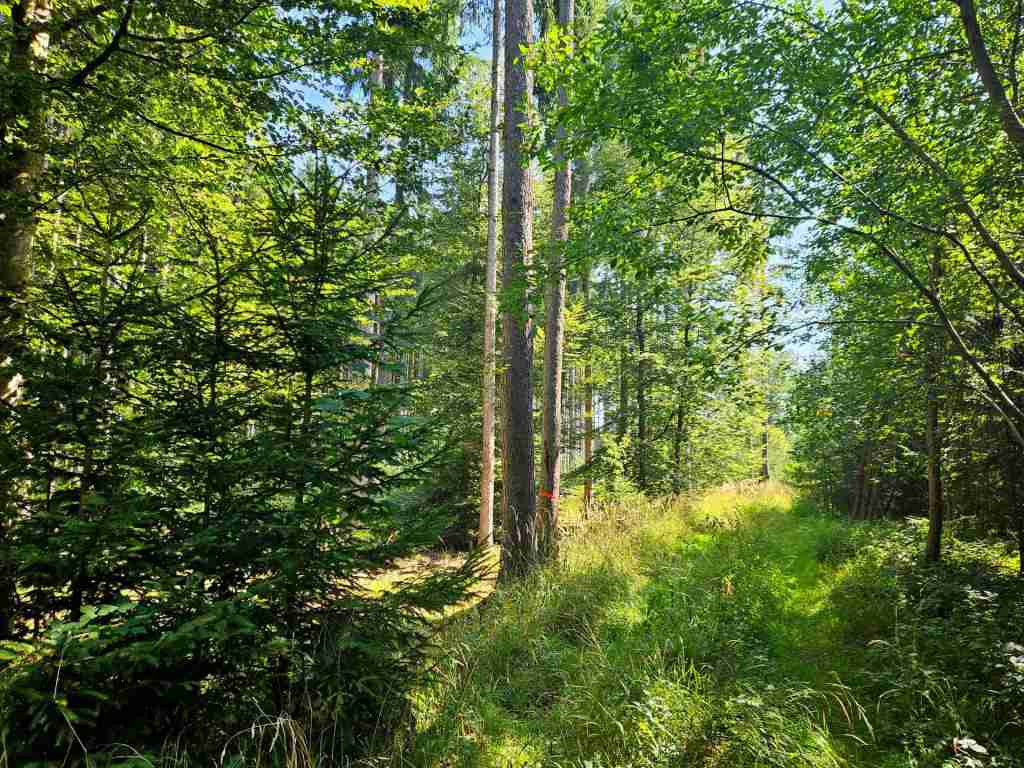 waldverkauf-augsburg_04