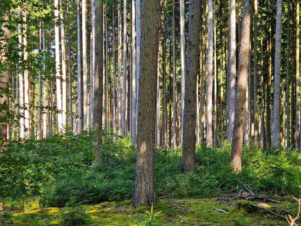 waldverkauf-augsburg_05