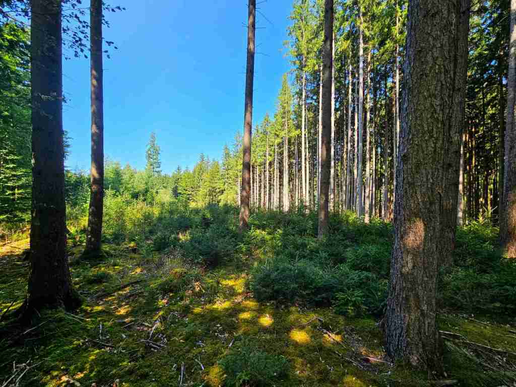 waldverkauf-augsburg_06