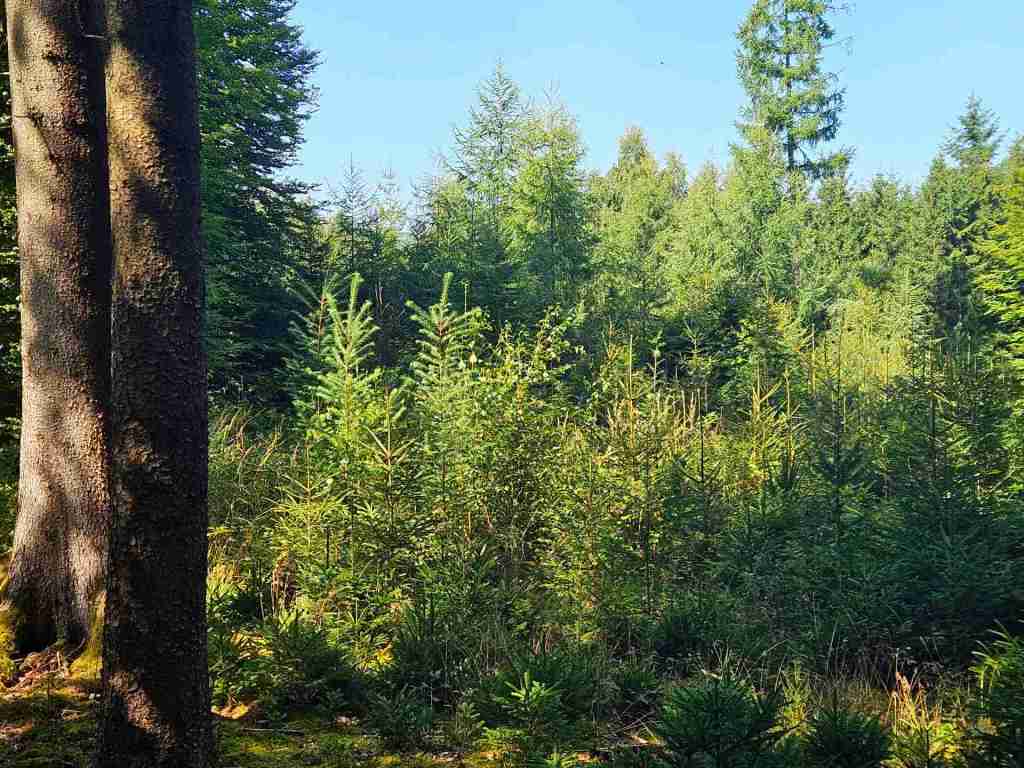 waldverkauf-augsburg_07