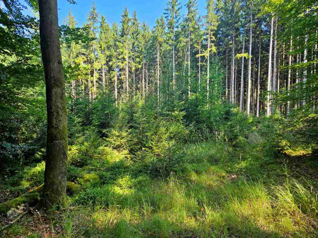 waldverkauf-augsburg_08