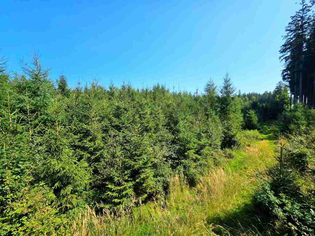 waldverkauf-augsburg_10