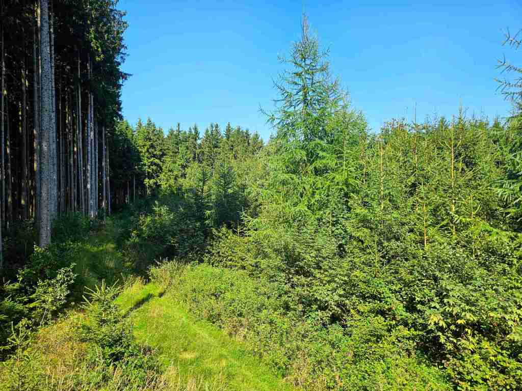 waldverkauf-augsburg_11