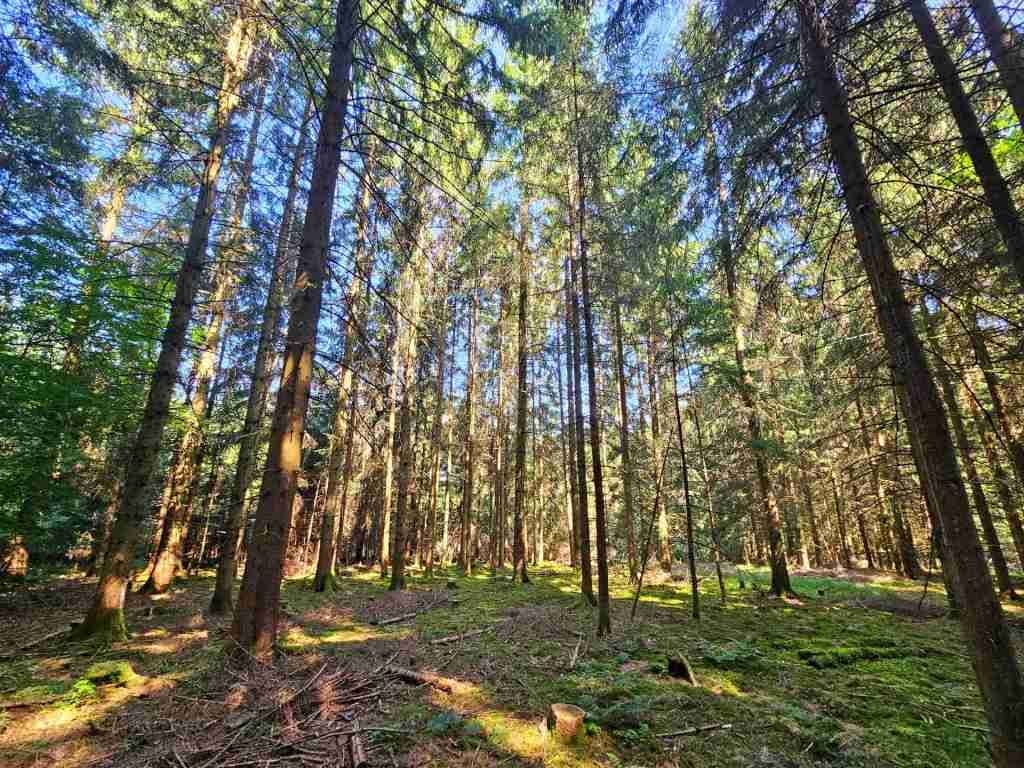 waldverkauf-augsburg_12