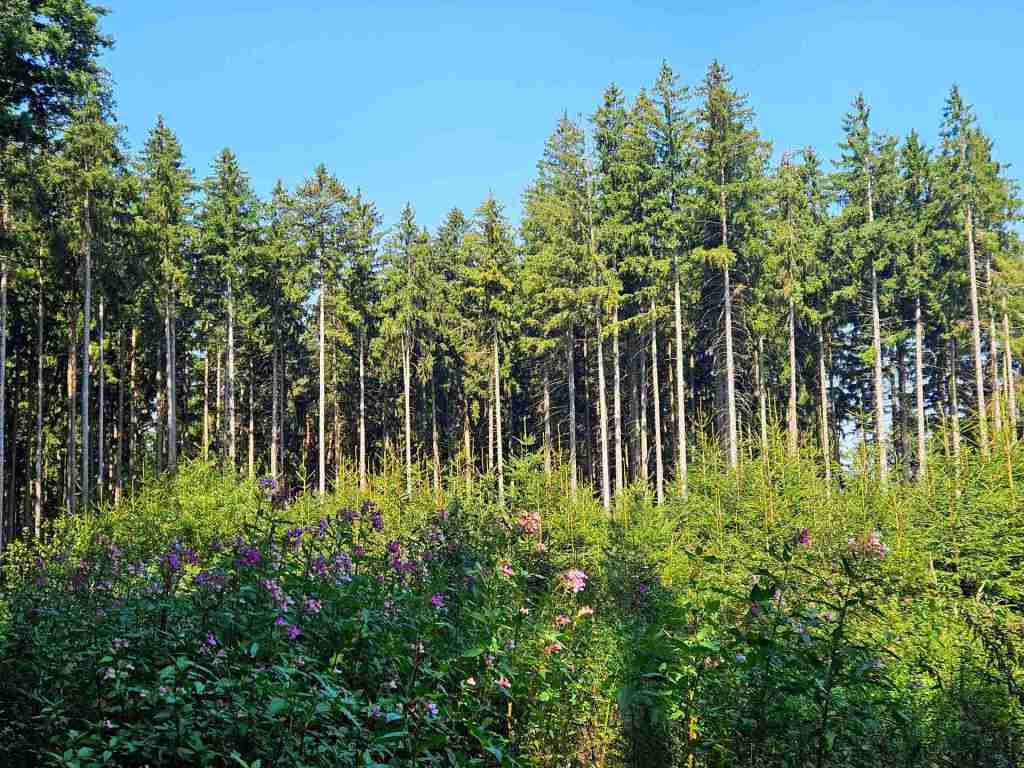 waldverkauf-augsburg_13