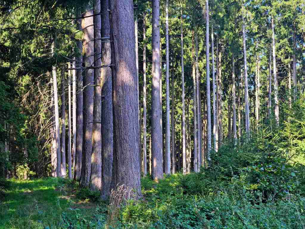 waldverkauf-augsburg_14