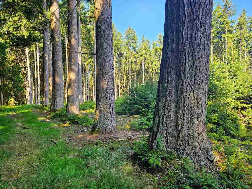 waldverkauf-augsburg_15