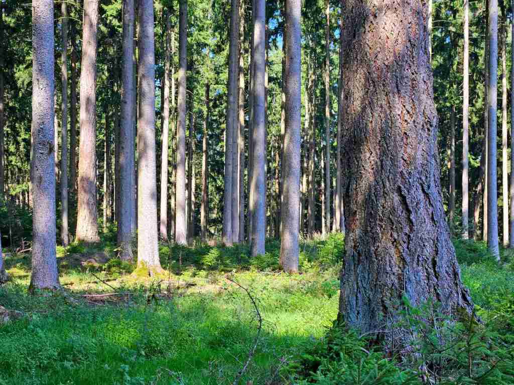 waldverkauf-augsburg_16