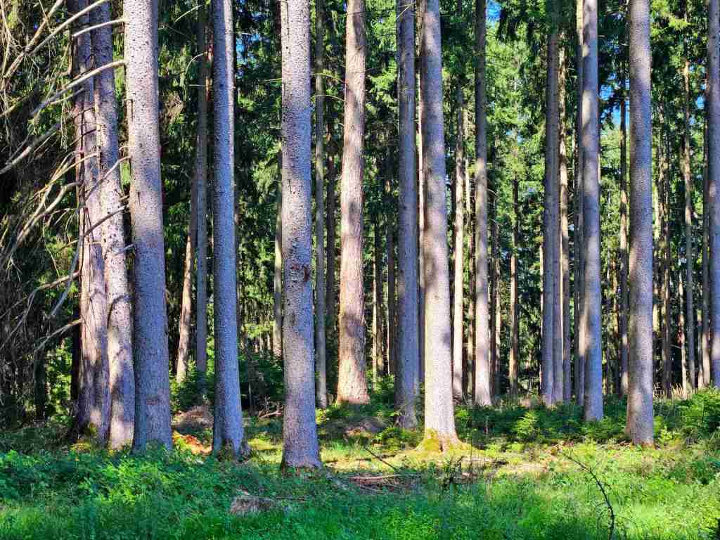 waldverkauf-augsburg_17