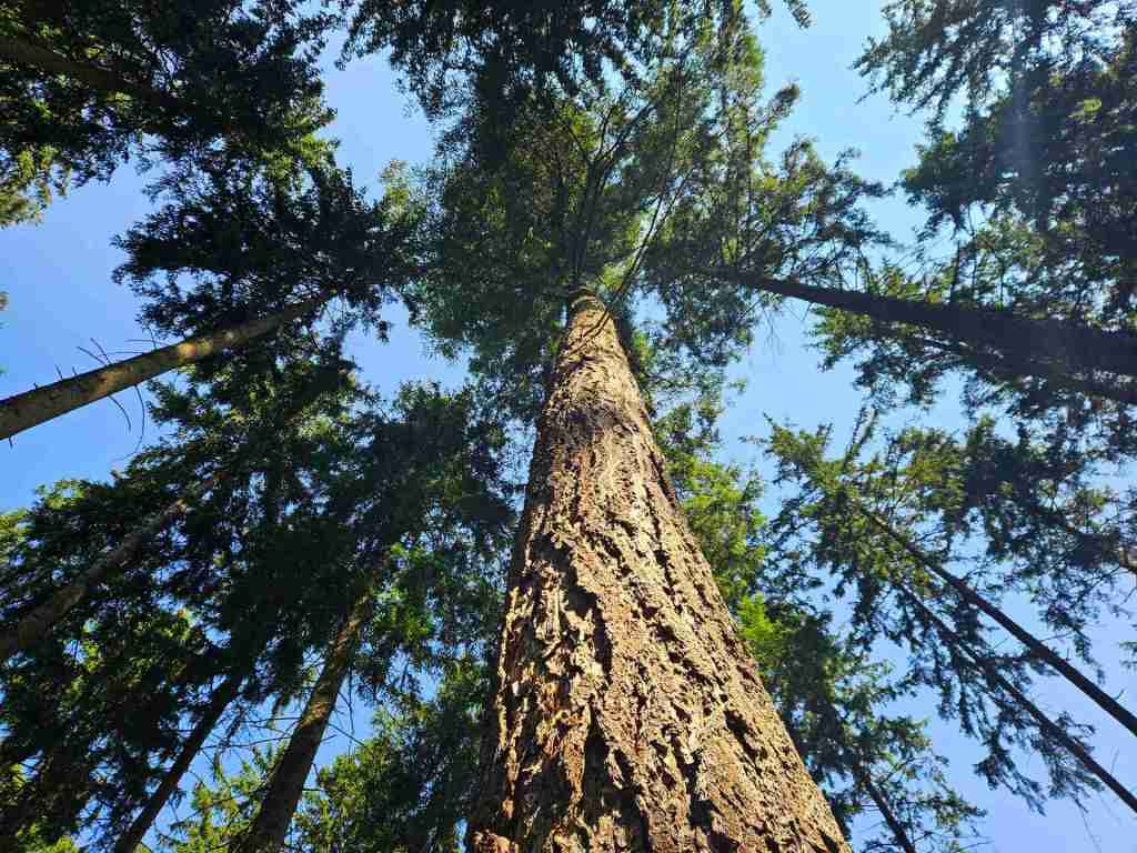 waldverkauf-augsburg_18