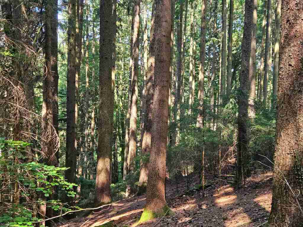 waldverkauf-augsburg_19