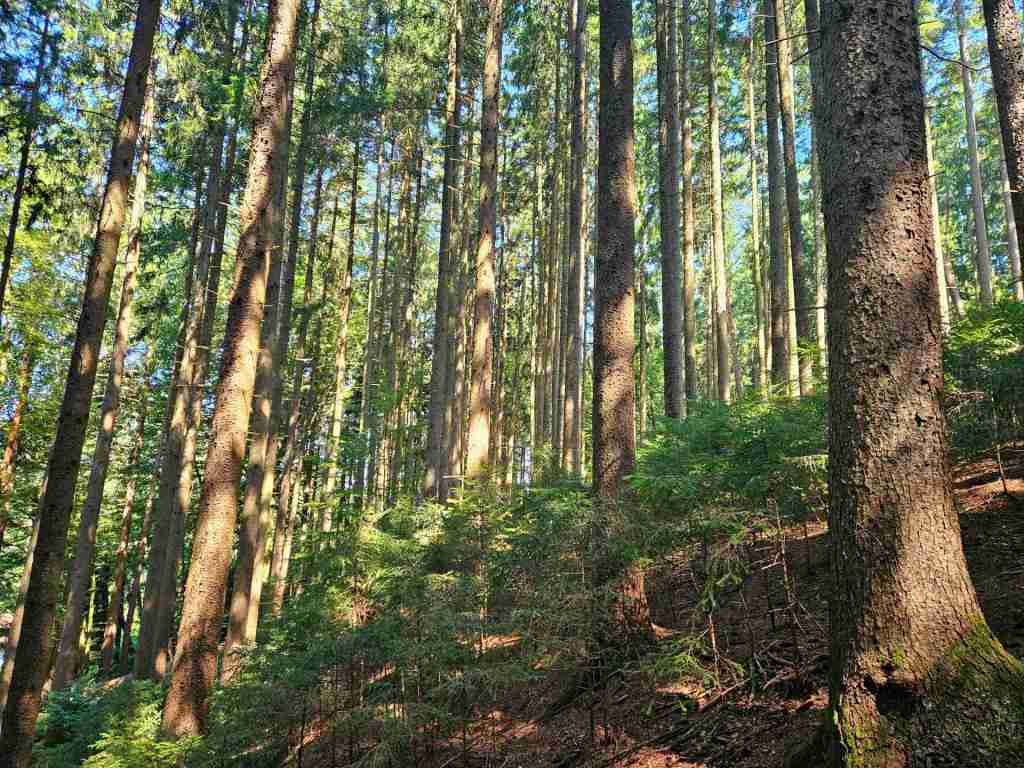 waldverkauf-augsburg_20