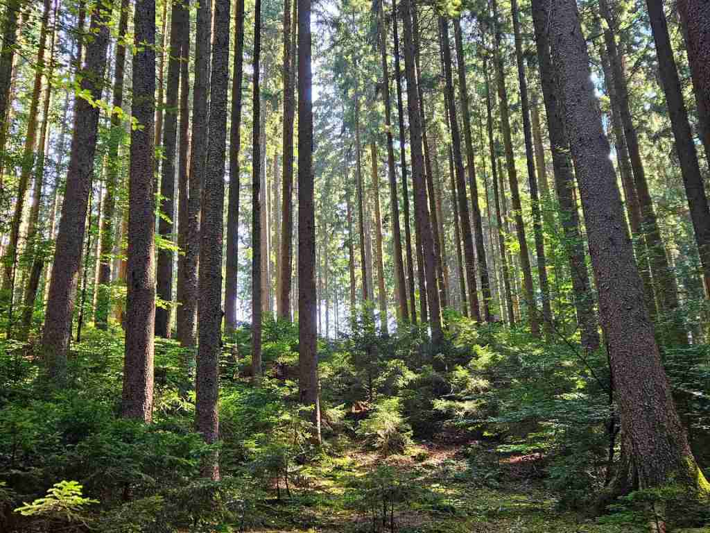 waldverkauf-augsburg_21