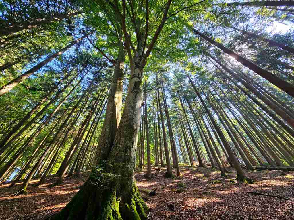 waldverkauf-augsburg_22